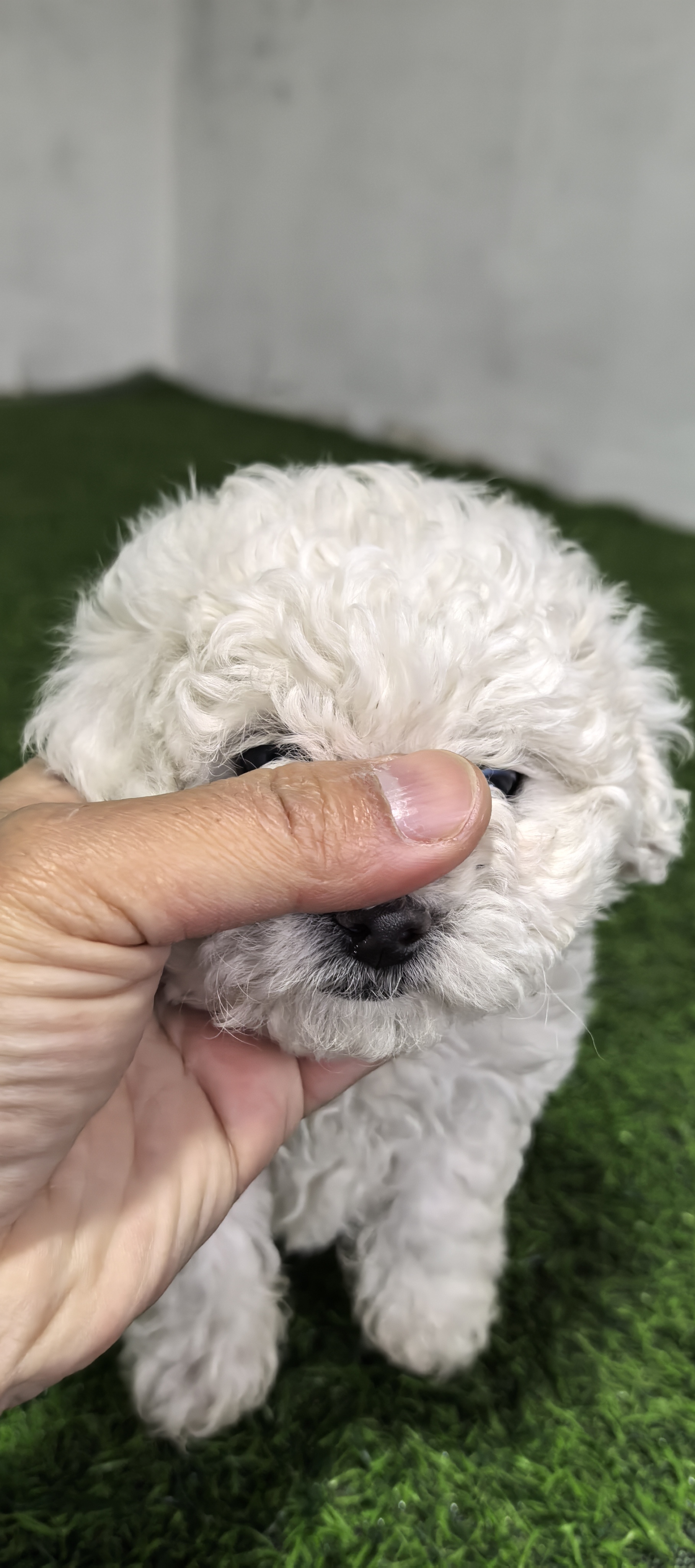 小体爆毛比熊小公子两针苗驱虫齐自家犬舍繁育一手货源保健康包纯种爸妈四斤左